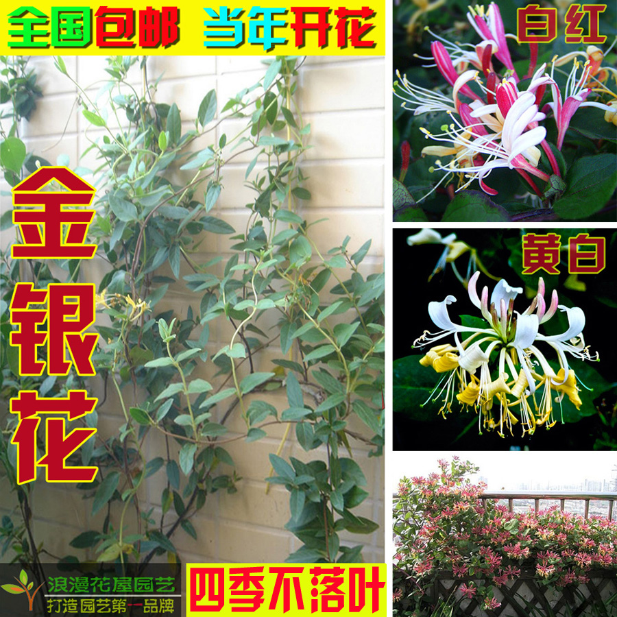 爬藤树型金银花苗药用金银花树苗四季开花常青盆栽地栽红金银花卉
