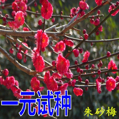 梅花树苗原生骨里红梅腊梅冬季耐寒浓香嫁接花卉四季庭院盆栽苗木