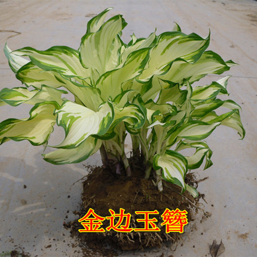 玉簪花 花叶玉簪花苗金边 玉簪花植物盆栽花卉庭院花坛多年生植物