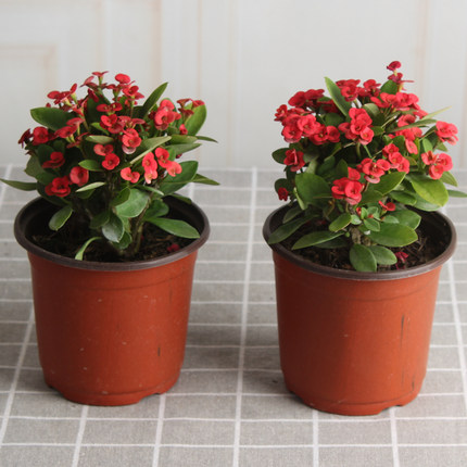 绿植好养铁海棠虎刺梅观花植物