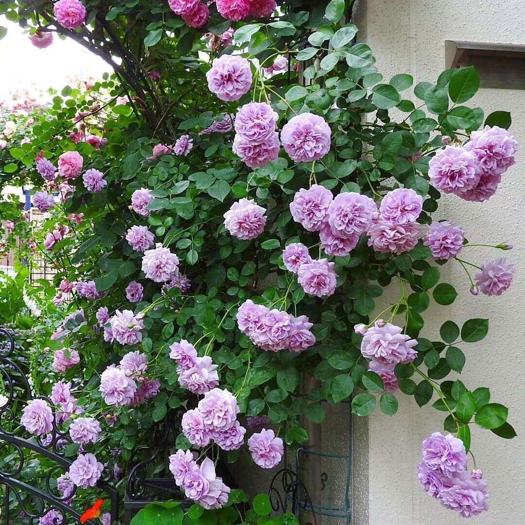 藤本阴雨月季花苗蔷薇爬藤大花浓香开花蓝紫色玫瑰花四季盆栽欧月