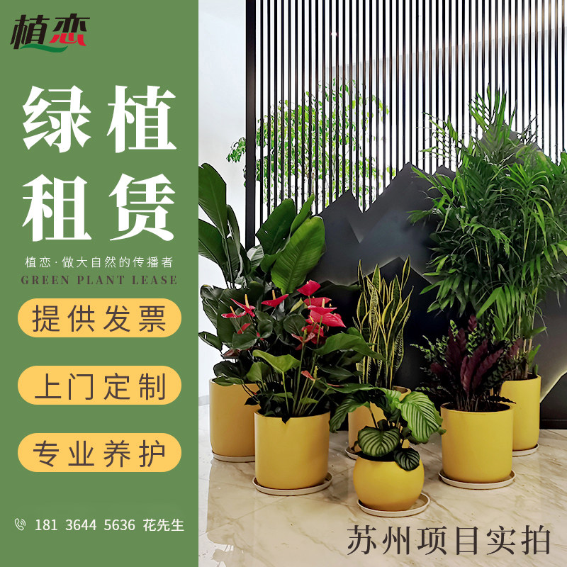 绿植租赁 盆栽租摆租植物租赁办公室租花卉上海广州杭州宁波苏州
