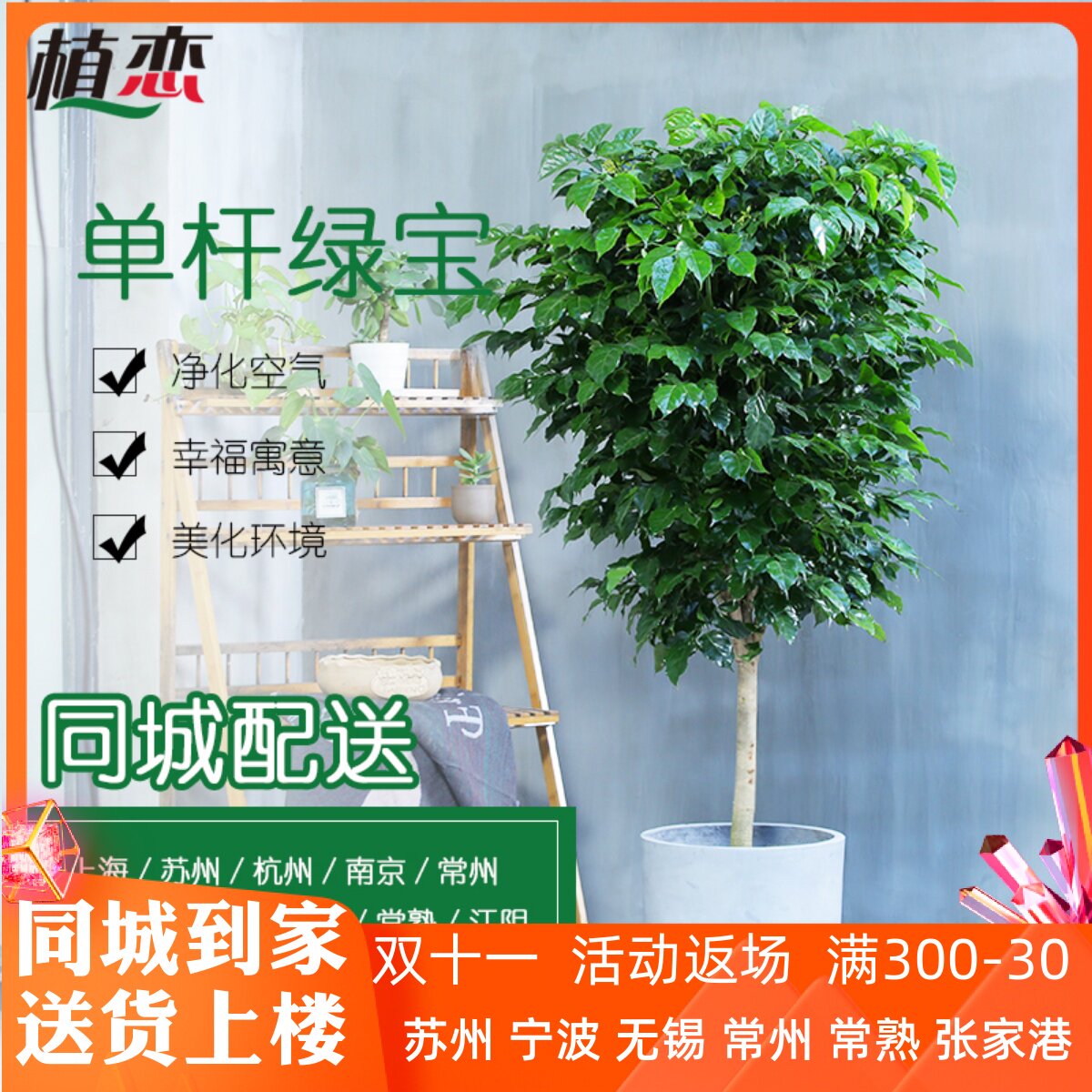 绿宝幸福树盆栽室内植物客厅大型绿植盆景开业送礼苏州上海配送