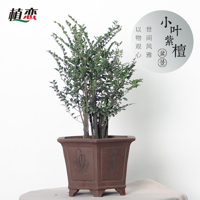 小叶紫檀 盆景盆栽苏州常熟昆山无锡 绿植树桩盆景 上海杭州花卉