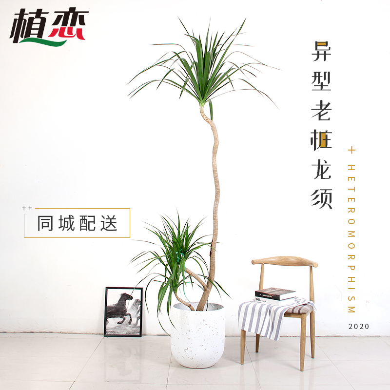 植恋 异形老桩龙须 大型盆栽绿植 园艺观赏 龙须兰 同城速递