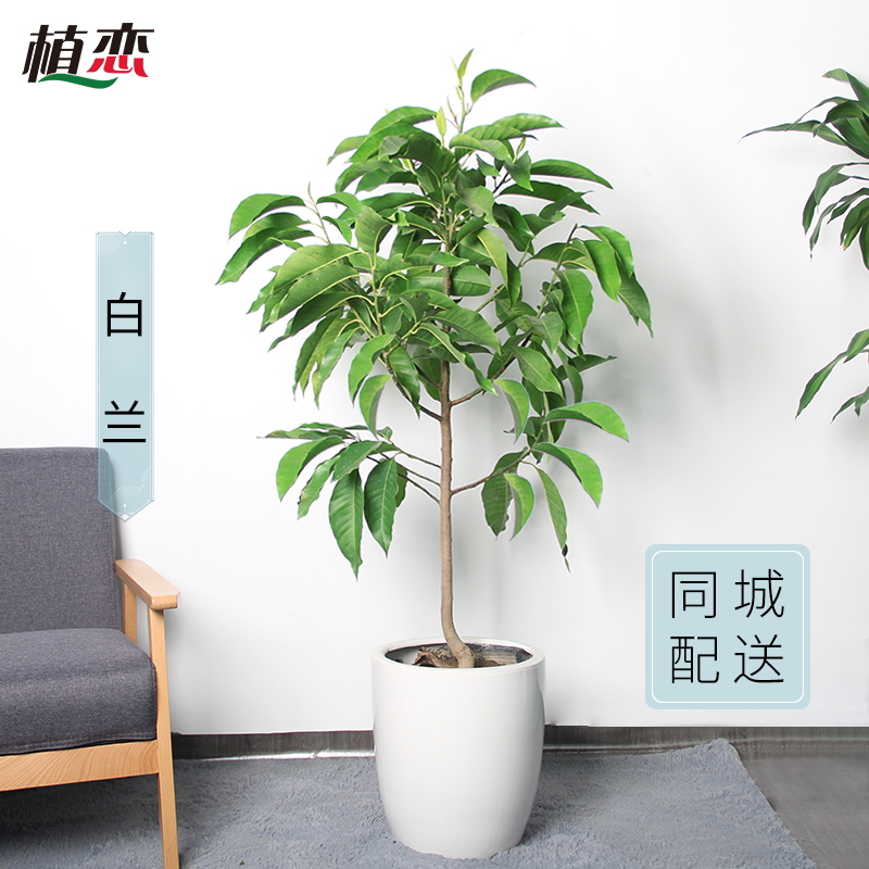 白兰花盆栽 黄桷兰浓香白玉兰花树阳台庭院苏州无锡上海送货到家