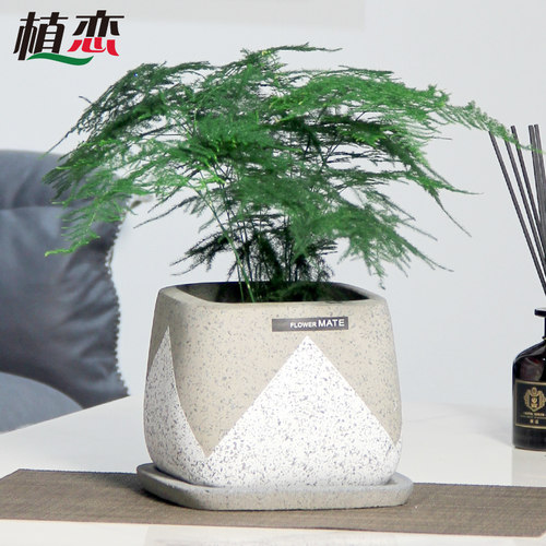 小文竹盆栽文竹盆景绿植花卉净化空气植物喜阴观叶客厅室内办公桌 - 封面