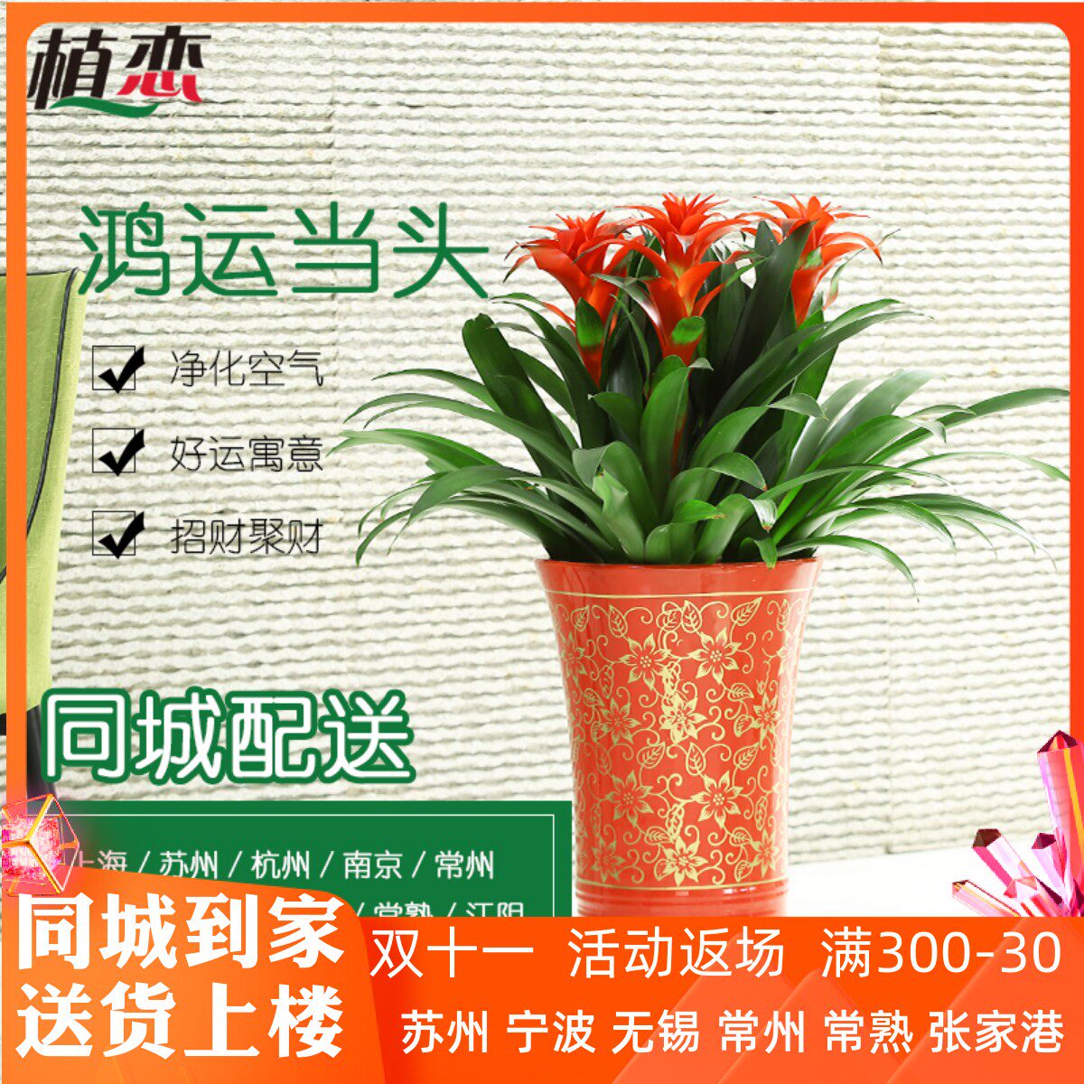 鸿运当头盆栽 盆景花卉绿植四季开花 红色花朵植物苏州上海南京