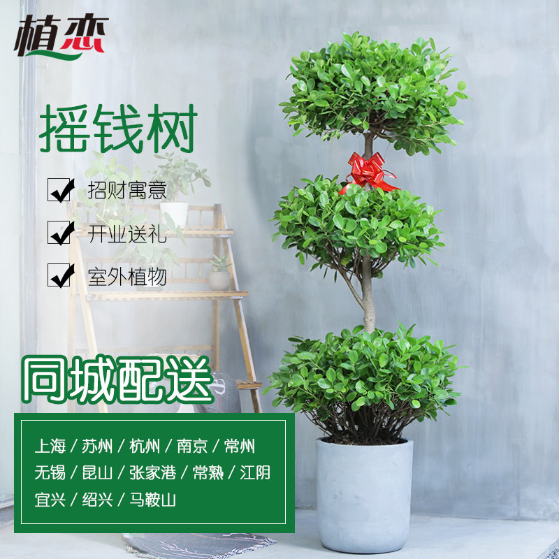 苏州摇钱树多头榕树超植物室内盆景租赁大型盆栽绿植上海无锡配送