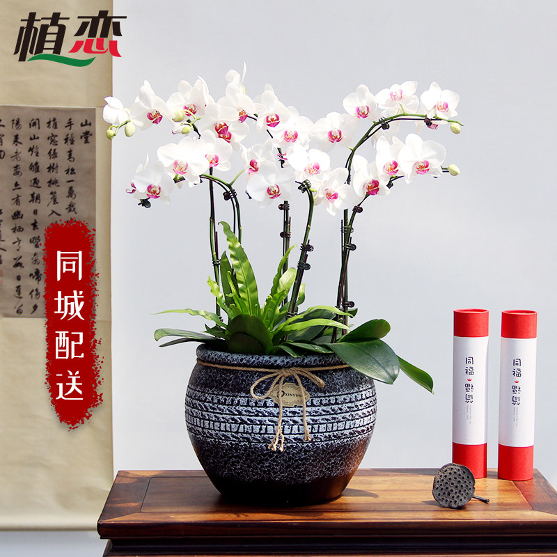 教师节蝴蝶兰盆栽 大花室内小型绿植物送礼品花卉同城配送