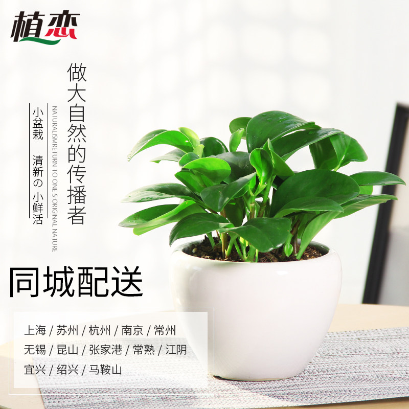 豆瓣绿盆栽 电脑宝贝防辐射净化空气 青叶碧玉绿植花卉办公桌室内
