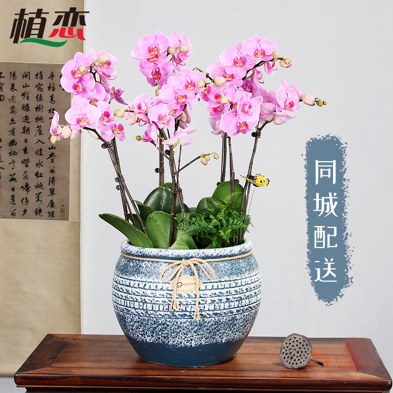 教师节蝴蝶兰盆栽 大花室内小型绿植物送礼品花卉苏州配送
