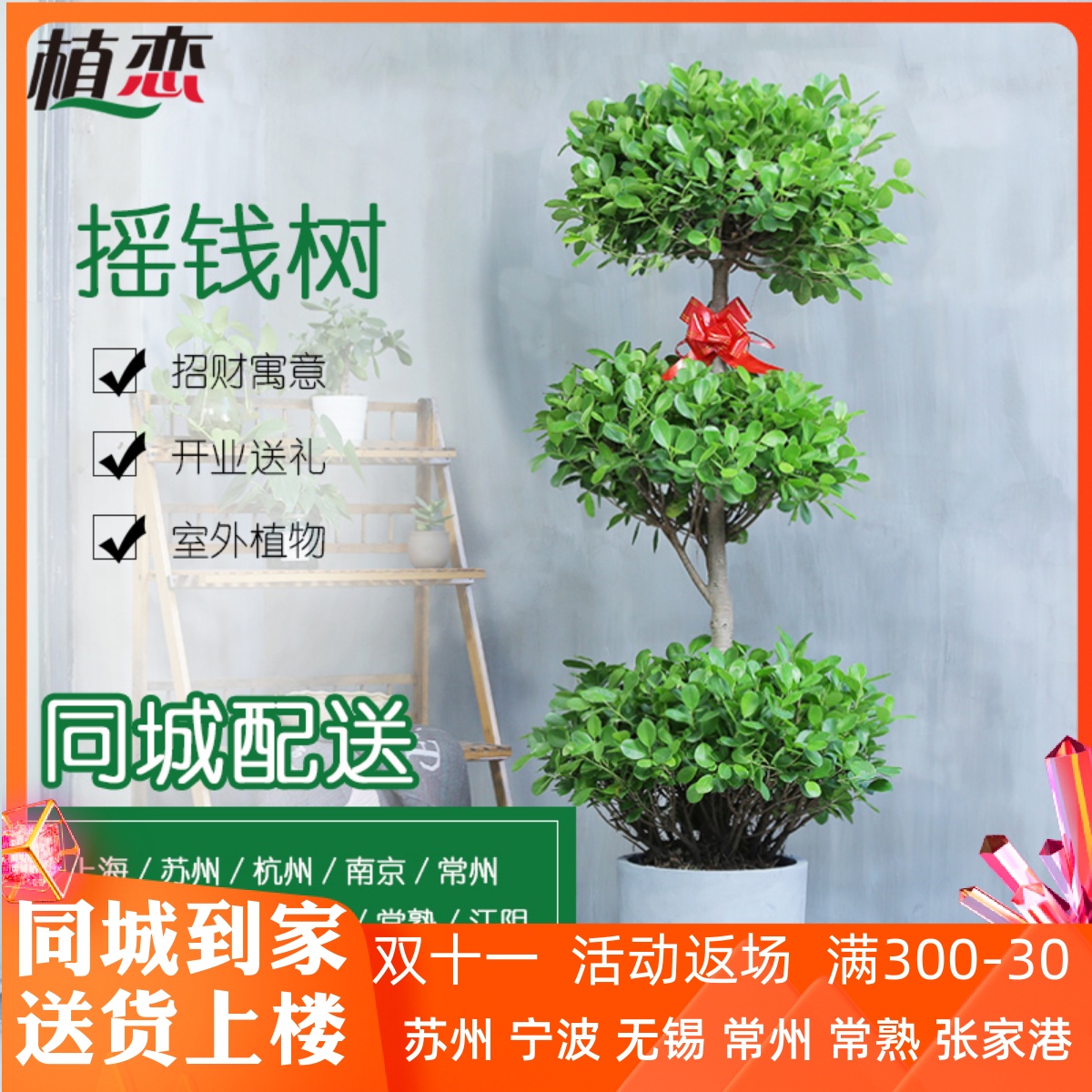 苏州摇钱树多头榕树超植物室内盆景租赁大型盆栽绿植上海无锡配送