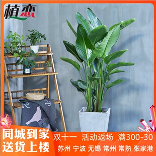 天堂鸟鹤望兰盆栽绿植花卉大型植物客厅办公室内北欧风格 吸甲醛