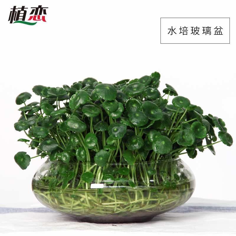 铜钱草 盆栽室内办公室水培植物花卉金钱草招财绿植苏州无锡南京