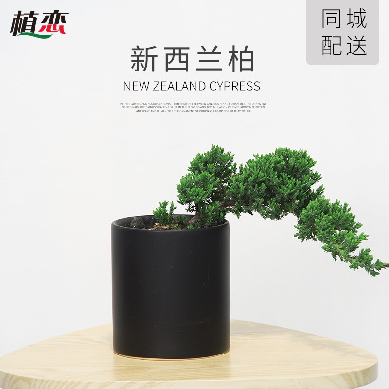 新西兰柏柏树盆栽绿植盆景 松树净化空气办公室绿植花卉 苏州上海