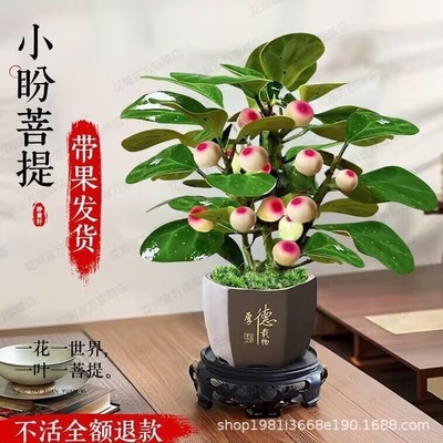 小盼菩提树盆栽带果绿植室内中式禅意办公室桌面植物四季好养易活