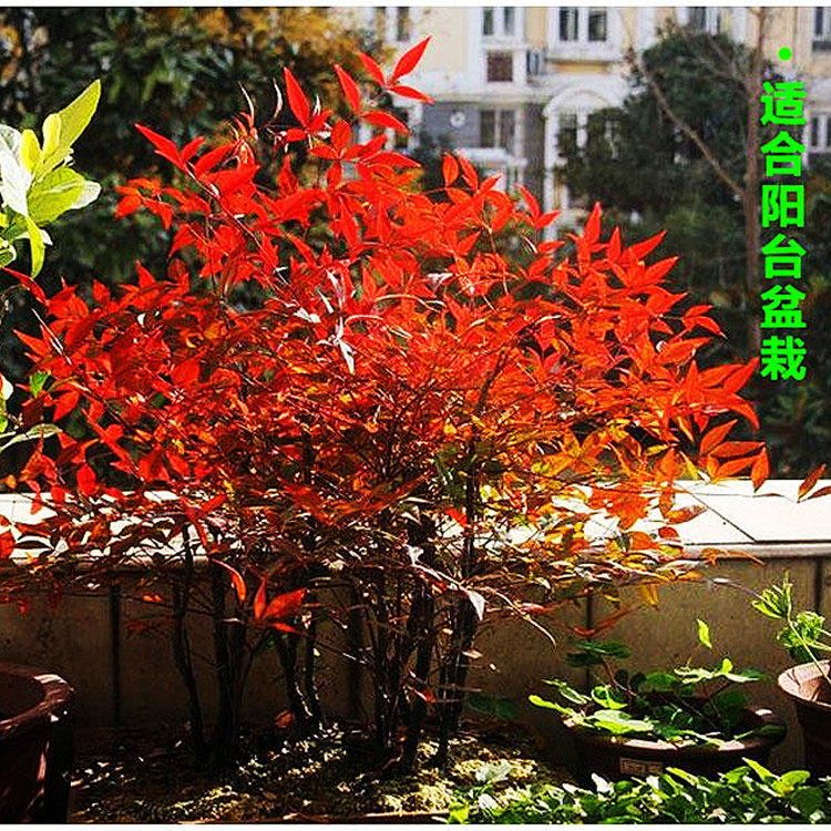 火焰南天竹四季变色红天竹盆景老桩观叶庭院办公桌阳台客耐寒