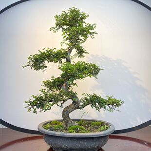 小叶榆树盆景榔榆树造型提根老桩植物室内办公室茶几桌面绿植