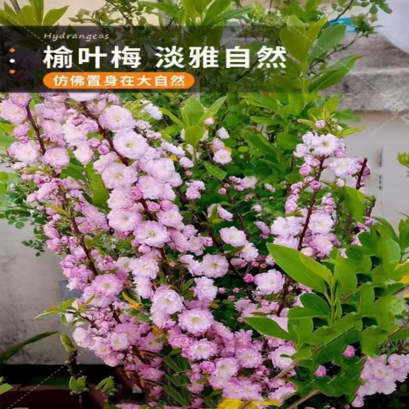 榆叶梅树苗重瓣丛生花树耐寒盆栽花卉阳台地栽庭院梅花树苗绿化