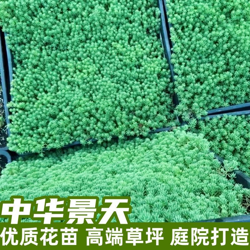 中华景天万年草黄金佛甲草矮麦冬四季常青耐寒耐旱地栽庭院绿化