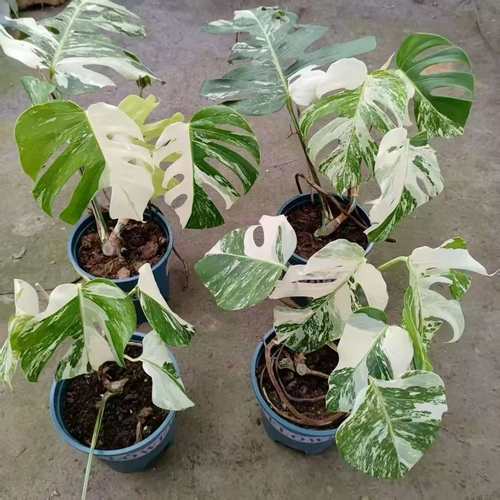 直发白锦龟背竹 锦叶锦化花叶龟背竹室内阳台客厅绿植盆栽ins风