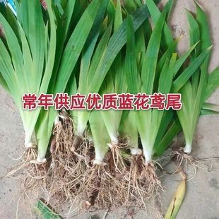 多年生德国鸢尾 水生常绿鸢尾 蝴蝶兰苗耐热耐寒河道绿化花镜