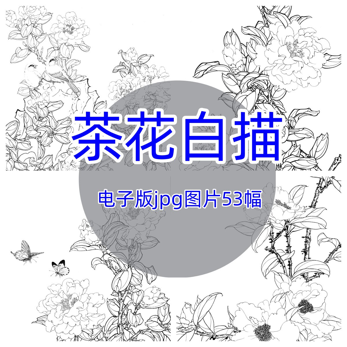 茶花白描53幅/中国工笔画花鸟高清线稿山茶花白茶勾线临摹电子图