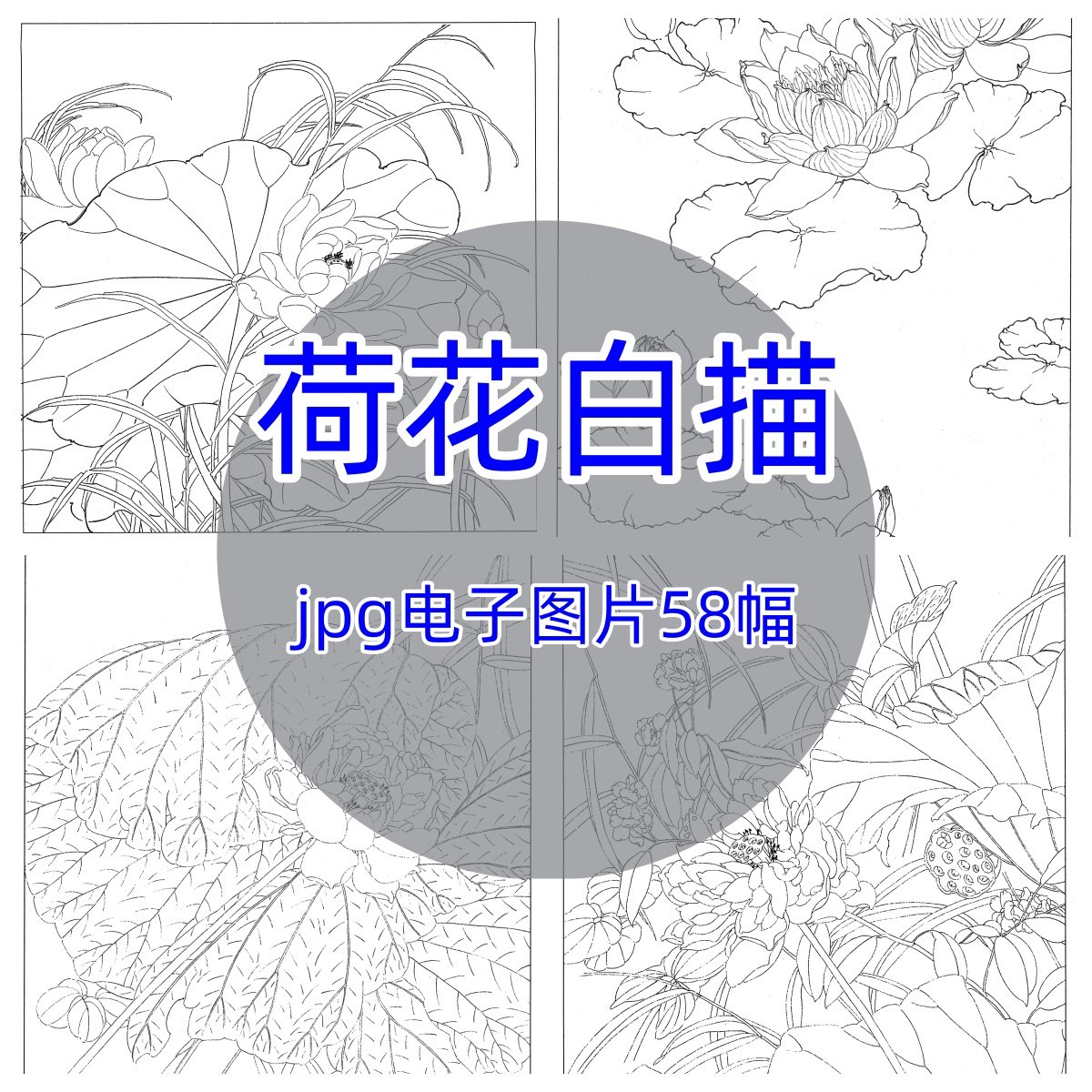 荷花白描58幅/中国工笔画线描底稿花鸟鱼虫绘画适合初学者电子图
