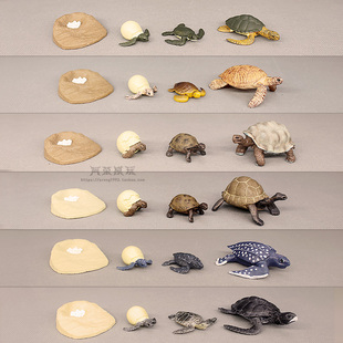 认知教具爬行动物模型 海龟陆龟龟蛋小龟成年龟成长周期模型摆件