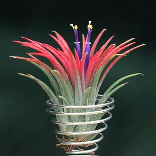 空气凤梨T.ionantha红精灵 无土植物室内绿植花卉