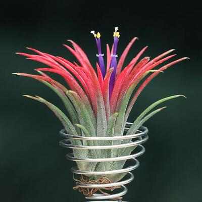 空气凤梨T.ionantha红精灵 无土植物室内绿植花卉