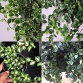 花叶薜荔绿叶薜荔小叶薜荔掌叶薜荔金心薜荔多种霹雳造景爬墙盆栽