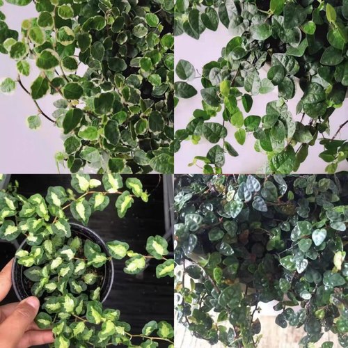 绿叶薜荔小叶薜荔掌叶薜荔霹雳