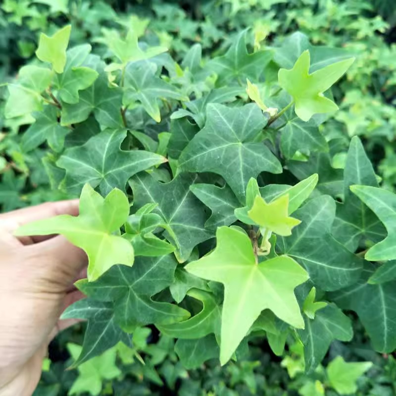 金枫 花叶  五角枫 三角枫常春藤室内垂吊除甲醛长青绿植盆栽