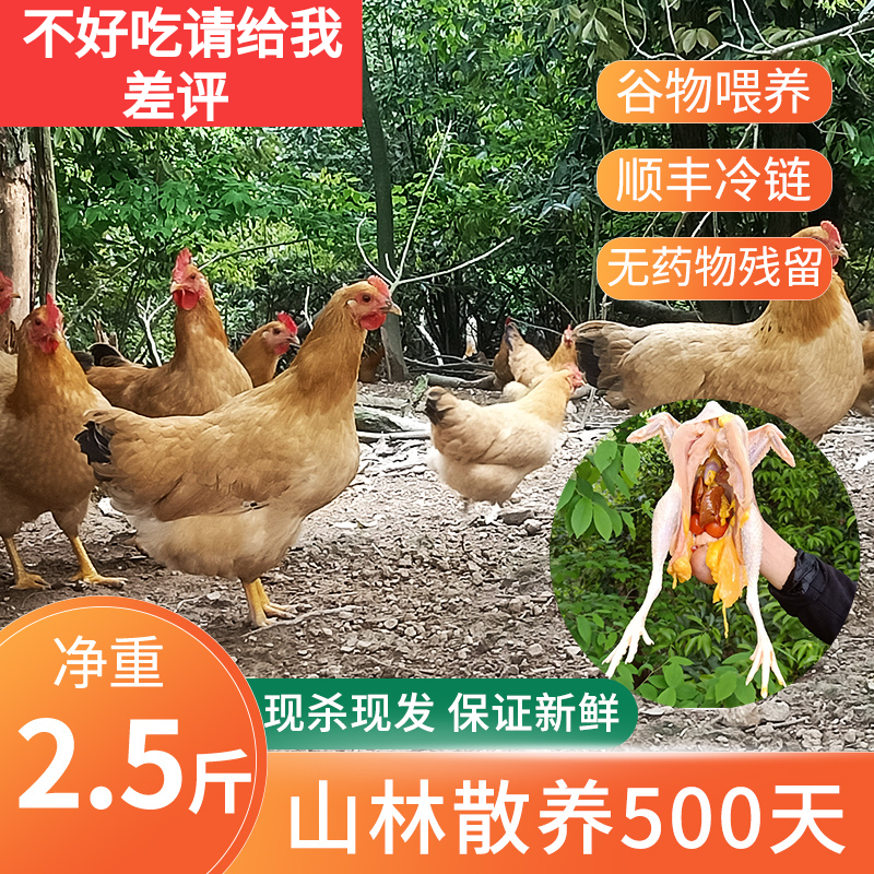 九华山黄油老母鸡农家山林散养土鸡安徽皖南山黄鸡坐月子鸡走地鸡