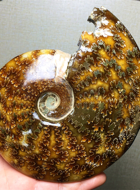天然水晶海螺斑彩螺海洋生物玉化羊角螺化石标本收藏家居饰品摆件