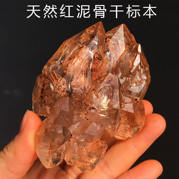 天然红泥骸骨骨干标本摆件