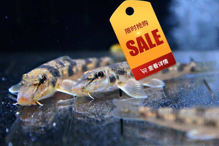 原生鱼冷水鱼 蛇鮈 似鮈观赏鱼 工具鱼清洁鱼 清理底沙水中推土机