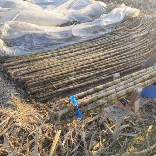 浙江青皮榨汁水果甘蔗江浙沪包邮的1捆10根运输途中断了不退不换