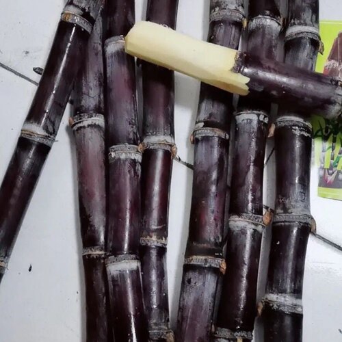 浙江黑皮甘蔗煲汤清热润喉甜甜甘蔗