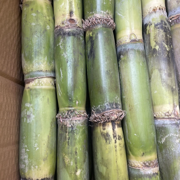 夏天清热下火小甘蔗煲汤青皮甘蔗