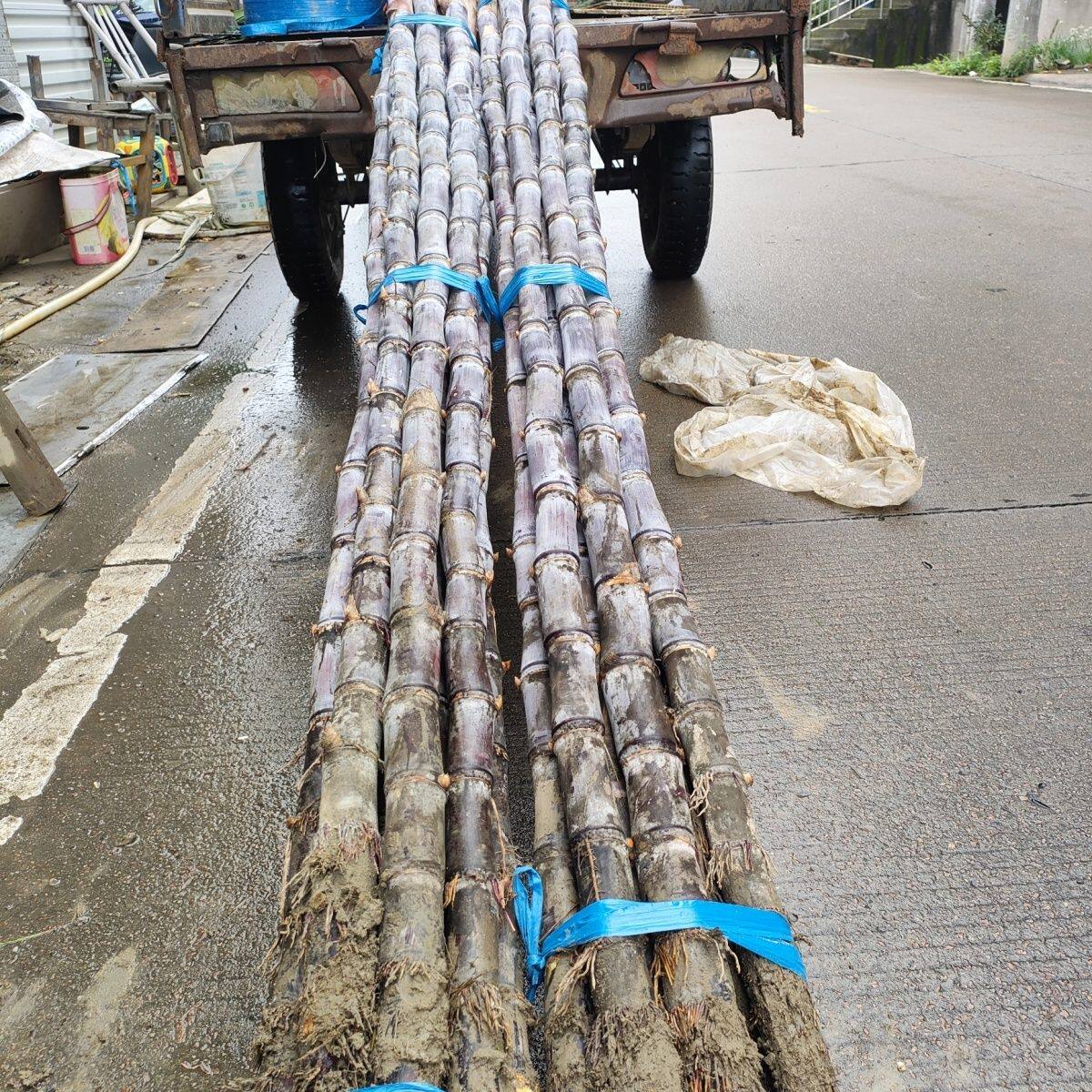 江浙沪包邮10根正宗浙江黑皮甘蔗新鲜水果当季脆甜果糖蔗榨汁糖浆