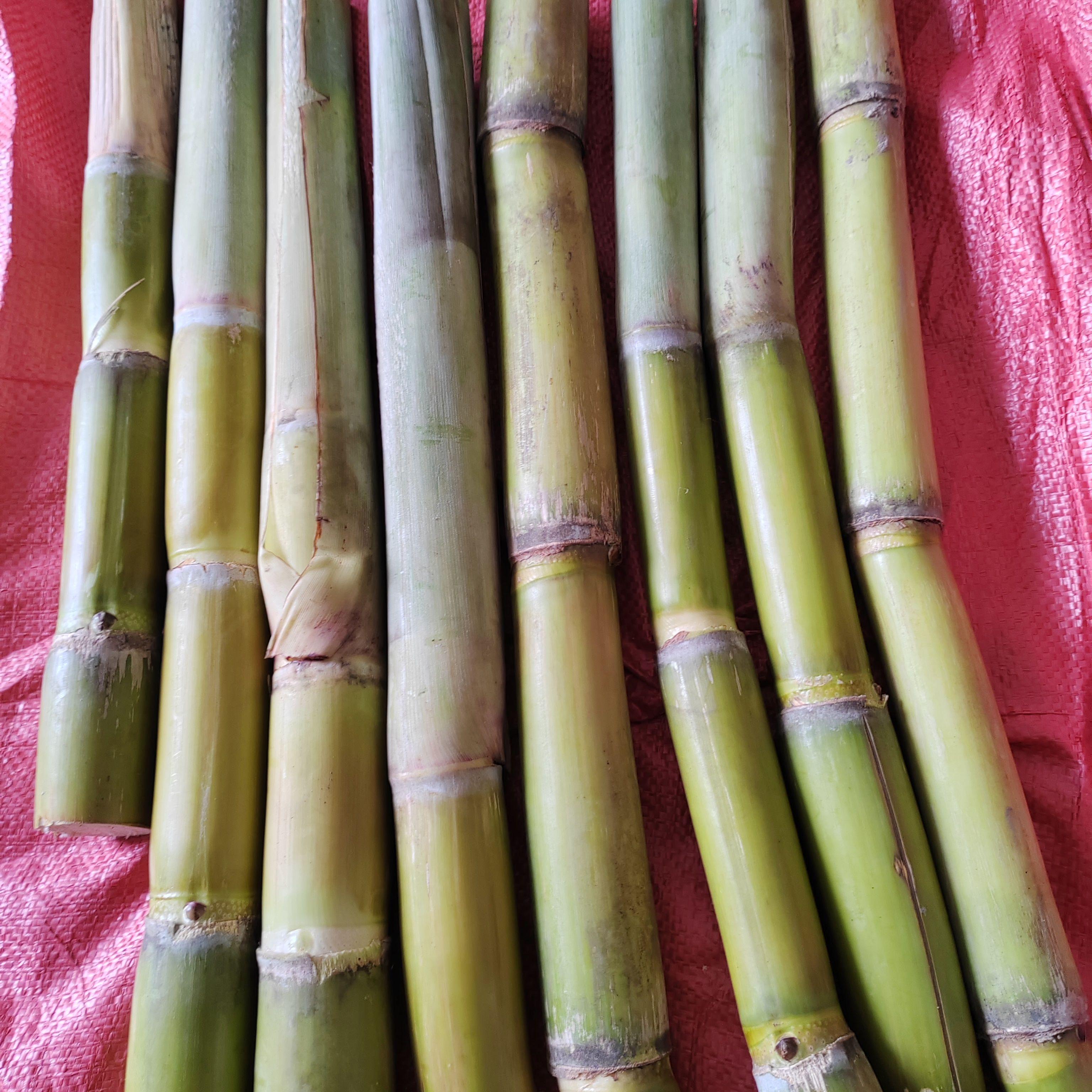 青甘蔗芽孢10根20-30个芽孢有头有肉新鲜甘蔗种芽小竹蔗甘蔗种