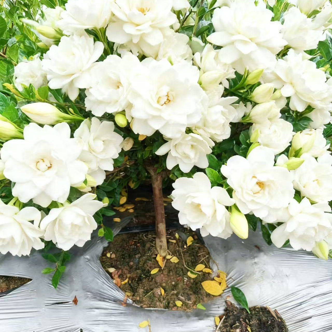 小叶四季栀子花独杆栀子花玫瑰二号栀子花