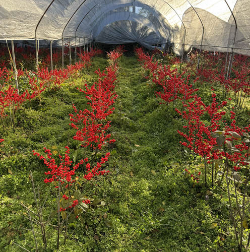 冬青年宵花云南优选鲜切花昆明基地直发家用插花节日花