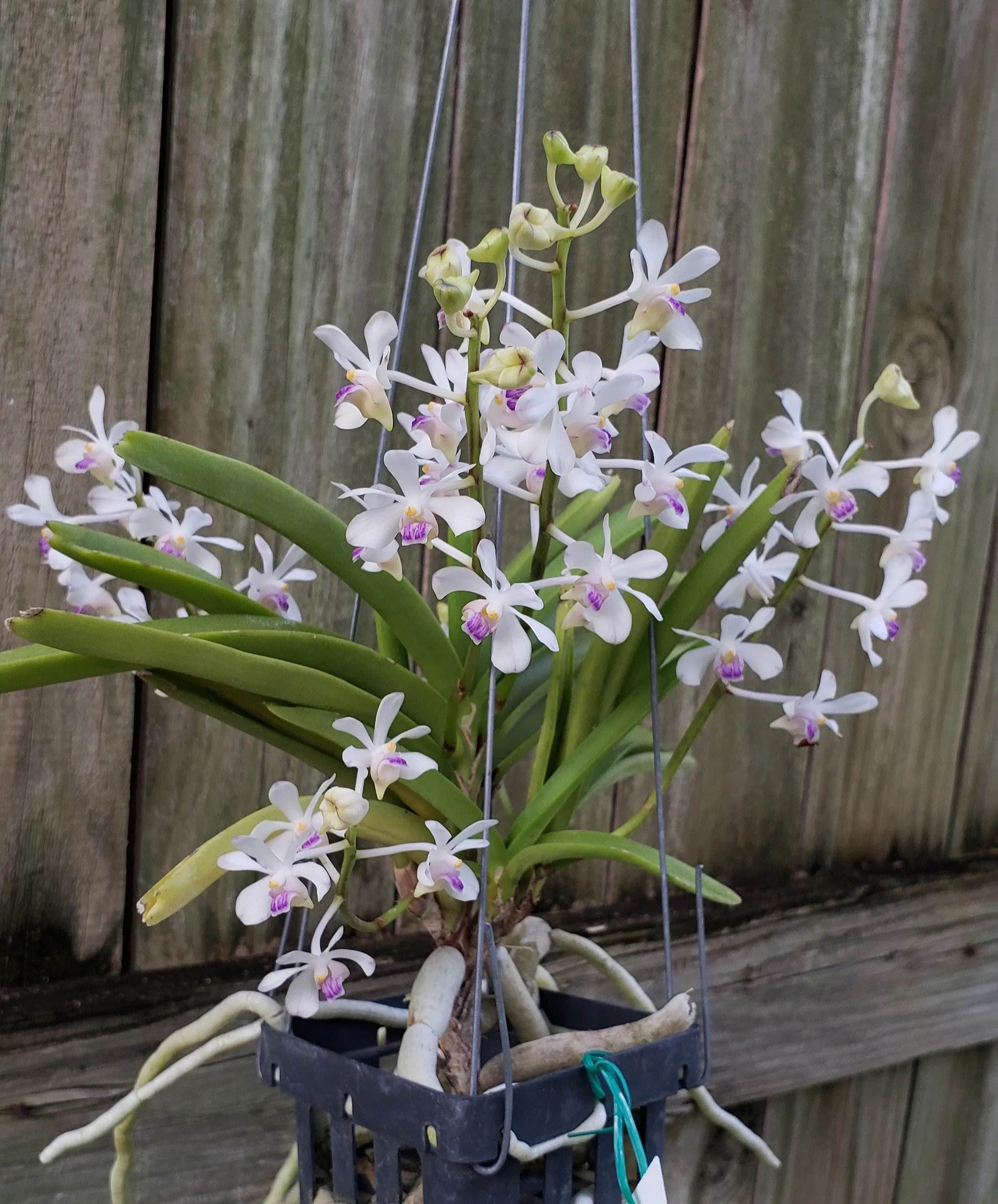 泰国原生种万代 紫丁香万代兰 vanda lilacina 稀有品种