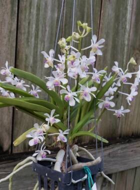 泰国原生种万代 紫丁香万代兰 vanda lilacina 稀有品种