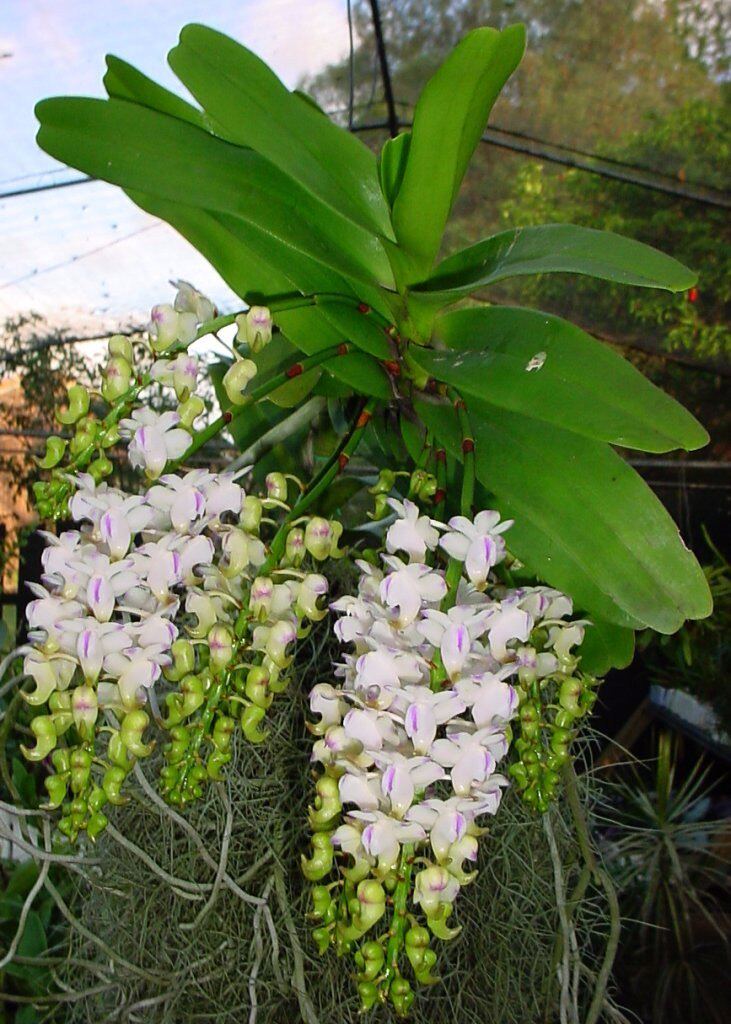 香花指甲兰 aerides odorata 洋兰 香味浓郁