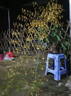 真正门神 巨型文心兰 热带微风 多花Onc.Sunlight‘Pesky Panther